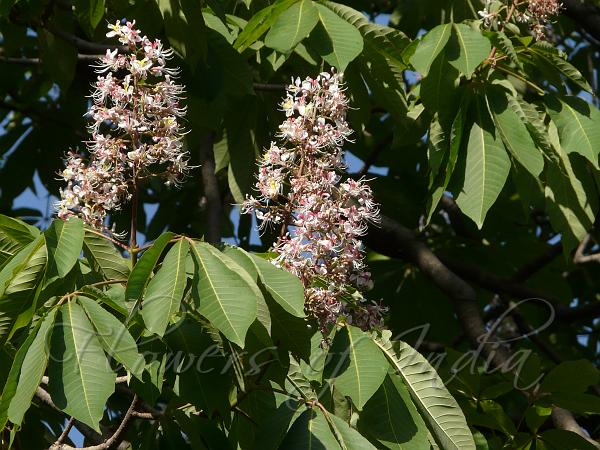 Horse Chestnut Hindi Name